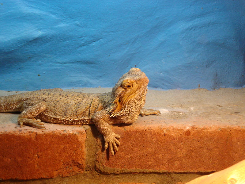 Dragon on da wall!, lizards, bearded dragon, wall, reptiles, HD wallpaper