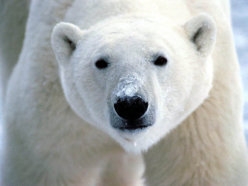 Polar Bear-Animal, HD wallpaper