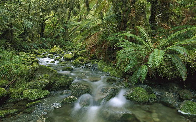 Fjordland National Park, New Zealand., forest, stream, rock, fern, plant, park, tree, new zealand, water, green, moss, cascade, HD wallpaper