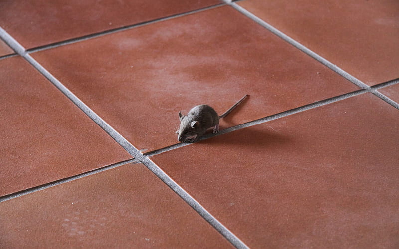 Little Mouse, cute, floor, mouse, tile, animals, HD wallpaper