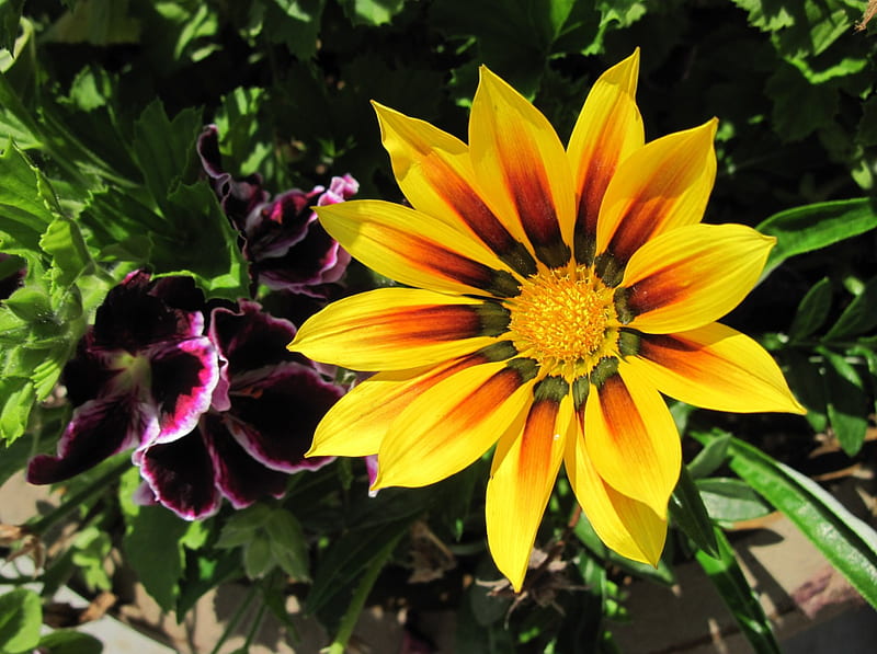 My Flowers in my garden, Yellow, graphy, purple, green, Geranium, orange, Flowers, HD wallpaper