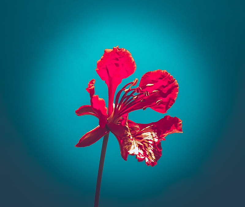 Flower, background, cover, edit, natural, nature, portrait, red, wall, HD  wallpaper | Peakpx