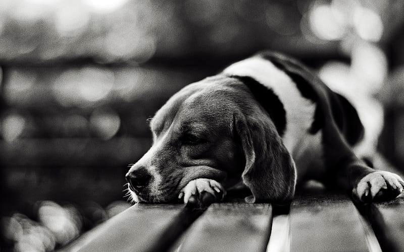 Beagle, monochrome, close-up, dogs, pets, Beagle Dog, sad dog, HD wallpaper