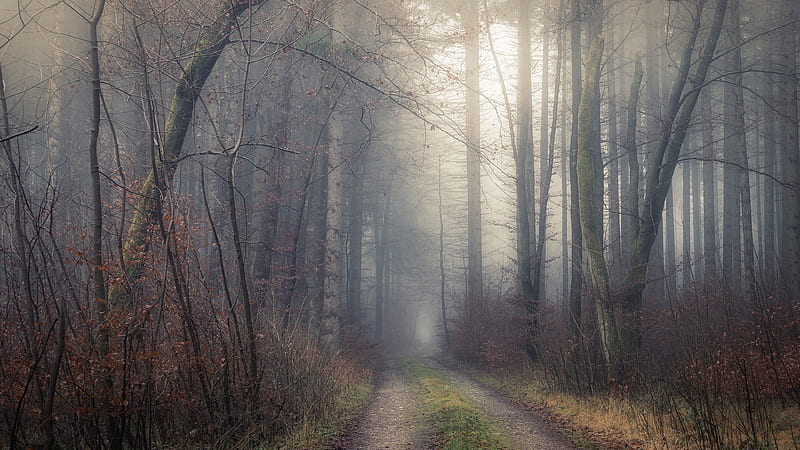 Man Made, Path, Fall, Fog, Forest, Morning, HD wallpaper