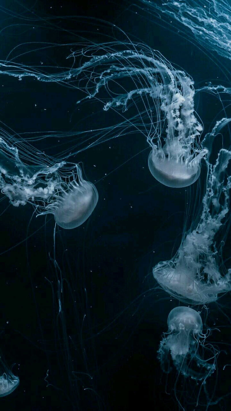 Smoke jellyfish, fish, jelly, HD phone wallpaper
