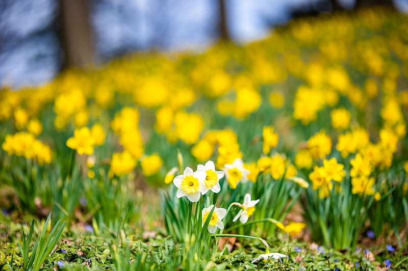 daffodils, flowers, field, macro, spring, HD wallpaper