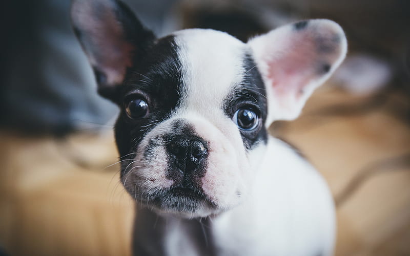 Boston Terrier Dog close-up, dogs, puppy, cute animals, pets, Boston Terrier, HD wallpaper