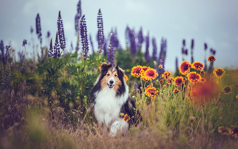 Collie, big fluffy dog, shepherd dog, cute animals, field, flowers, pets, dogs, HD wallpaper