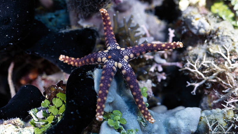 Beautiful Starfish, oceans, nature, sealife, starfish, HD wallpaper