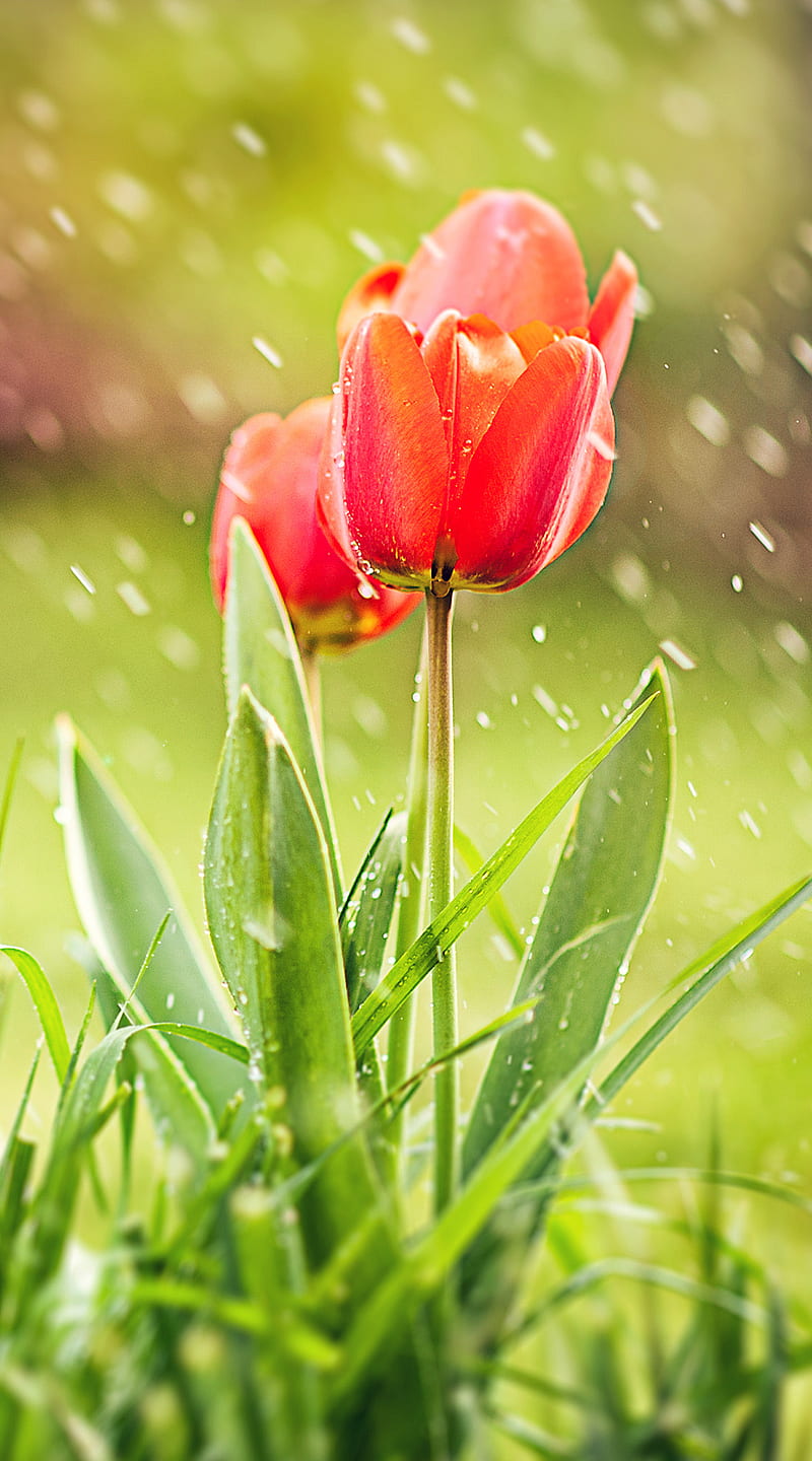 Tulip flower, flowers, HD phone wallpaper | Peakpx