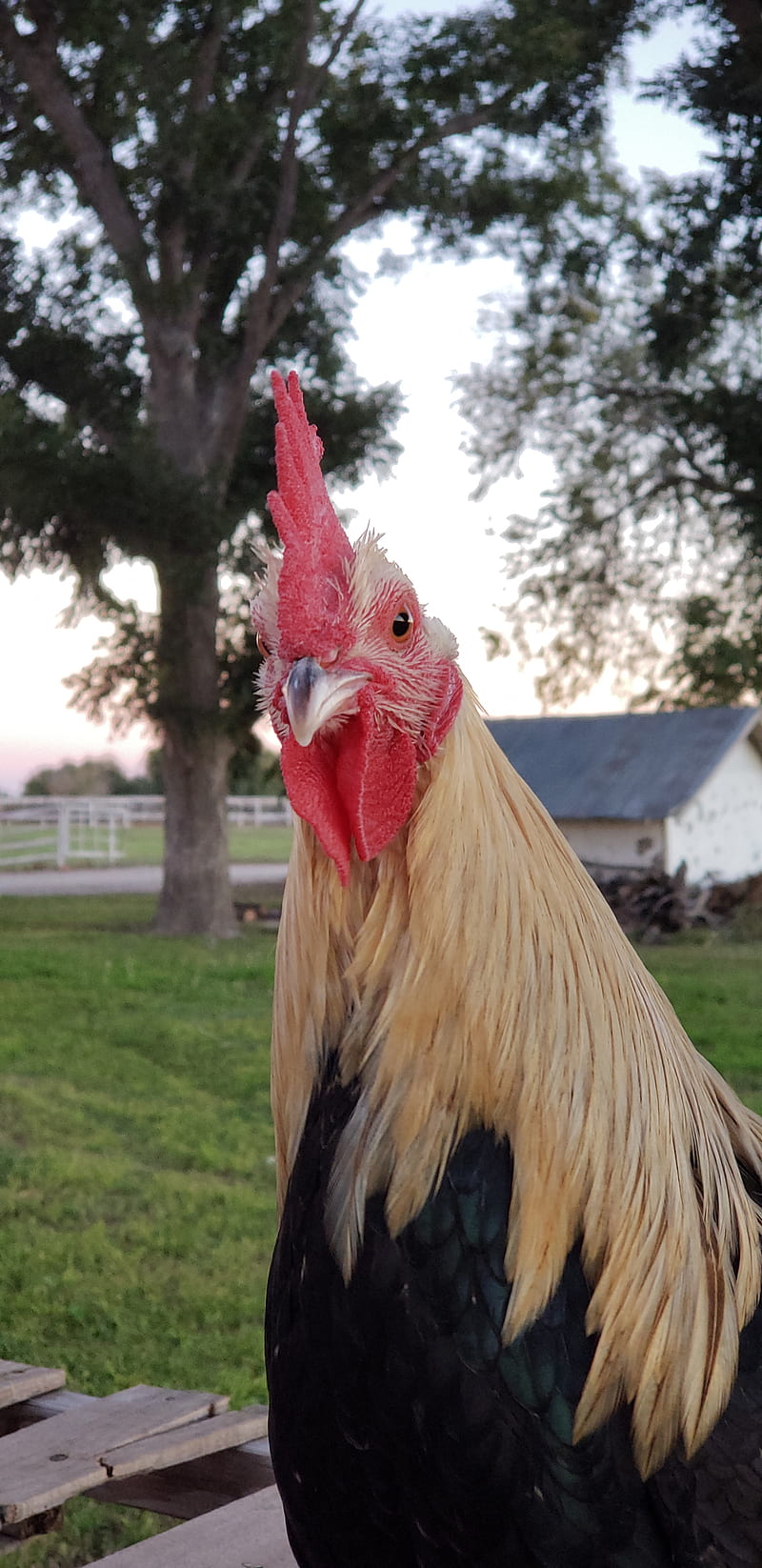 Cuerda fina de Tamara  Game fowl Rooster breeds Beautiful chickens