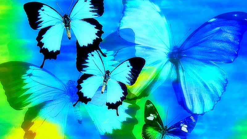 mariposas de colores dibujos