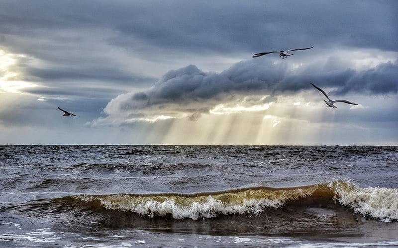 Wave, Sunbeams and Gulls, clouds, wave, sea, Latvia, sunbeams, seagulls, HD wallpaper