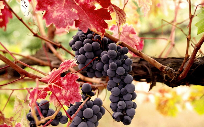 Grapes, red, autumn, leaf, fruit, green, nature, pink, blue, HD wallpaper