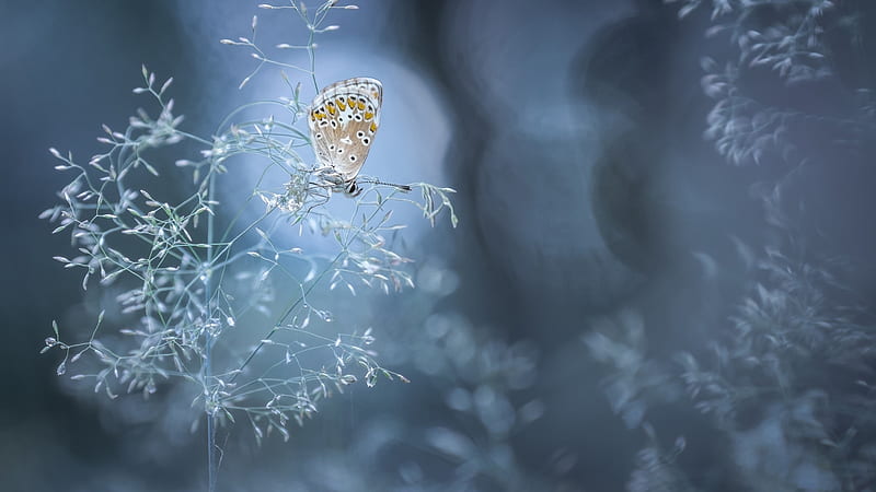 Butterfly With Gray Background Animals, HD wallpaper | Peakpx