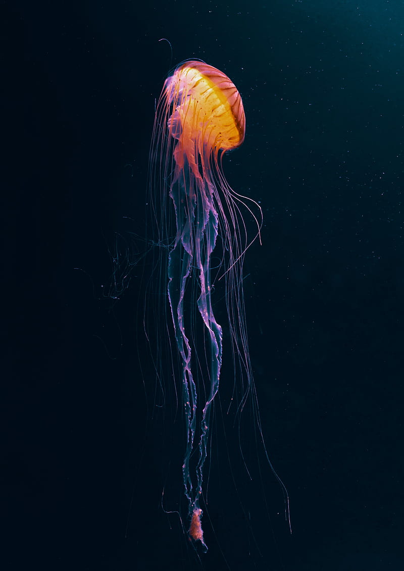 jellyfish, tentacle, water, dark, bonito, HD phone wallpaper
