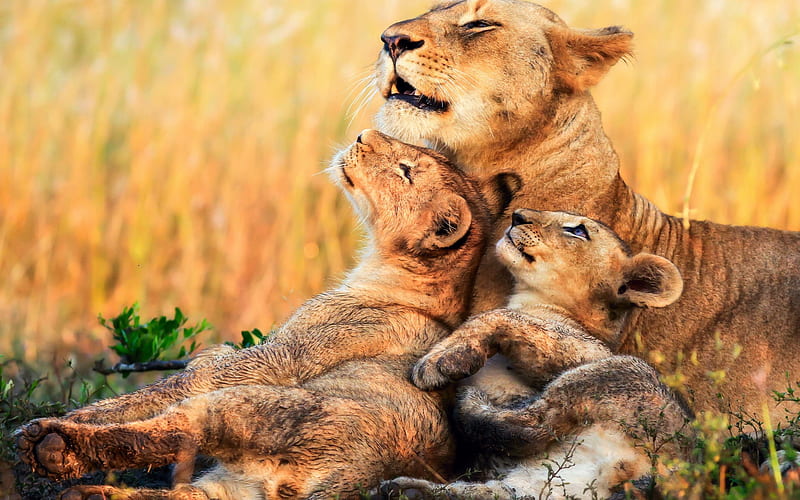 lions, small lions, lioness, Africa, evening, wildlife, wild cats, HD wallpaper