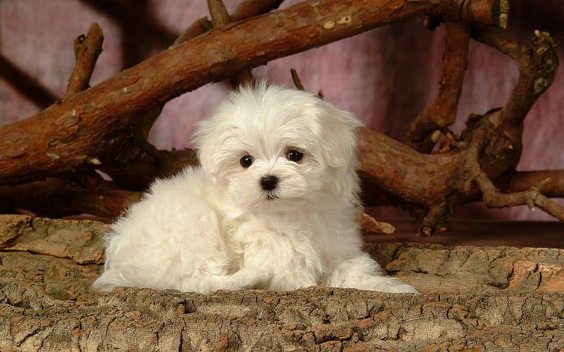Lovely Little White Fluffy Puppy 36, HD wallpaper