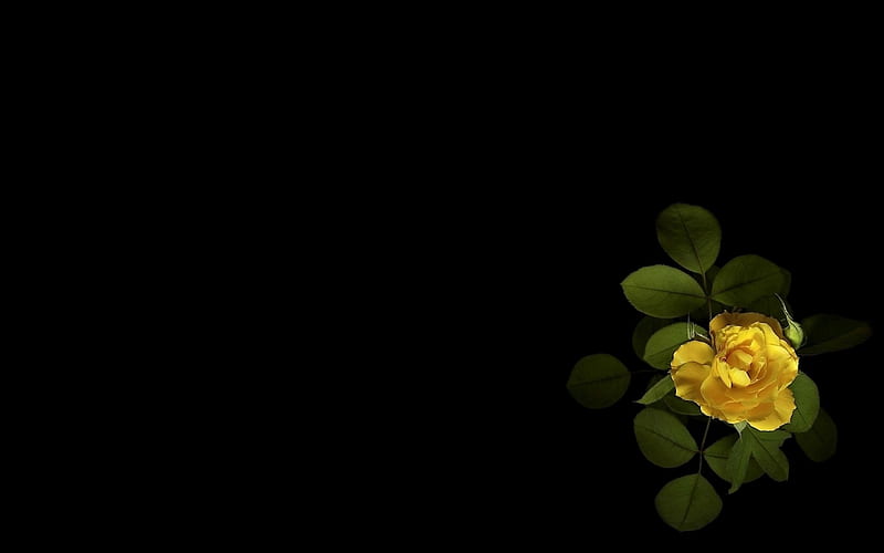 Rose, black, yellow, flower, minimalistic, trandafir, HD wallpaper | Peakpx