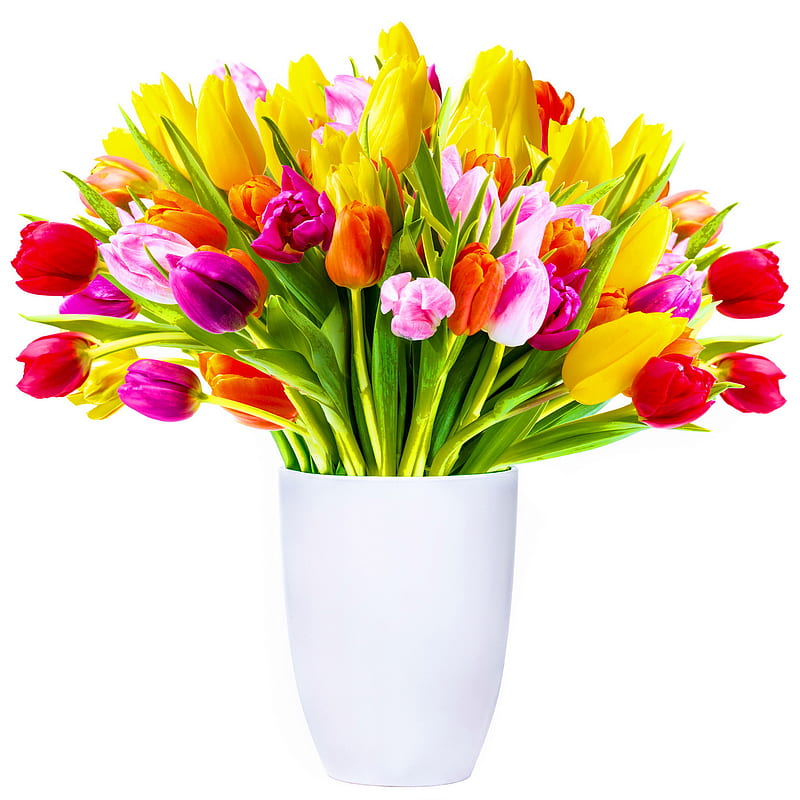 Fresh Tulips, background, bonito, colorful, flowers, fresh, tulipc, HD phone wallpaper