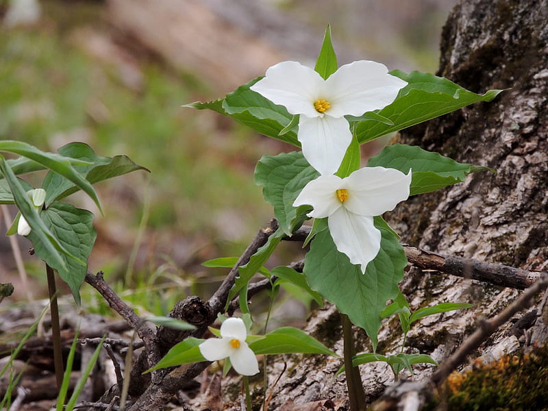 Forest Trilliums, Forest, Trilliums, Flowers, graphy, Nature, HD wallpaper