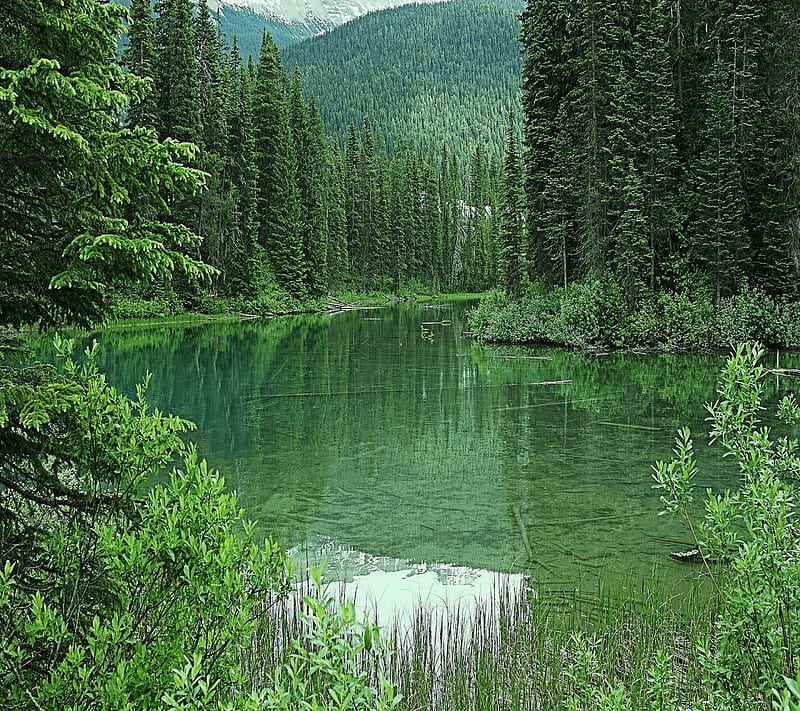 Emerald Lake, forest, jungle, plant, tree, water, HD wallpaper