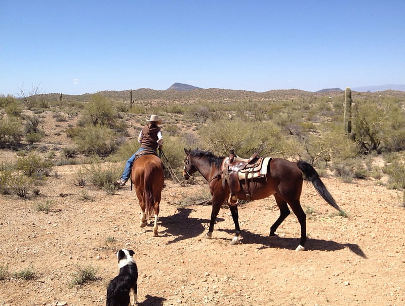 Lost A Rider, female, plains, fun, outdoors, women, horses, hat, cowgirls, prairie, girls, western, dog, HD wallpaper