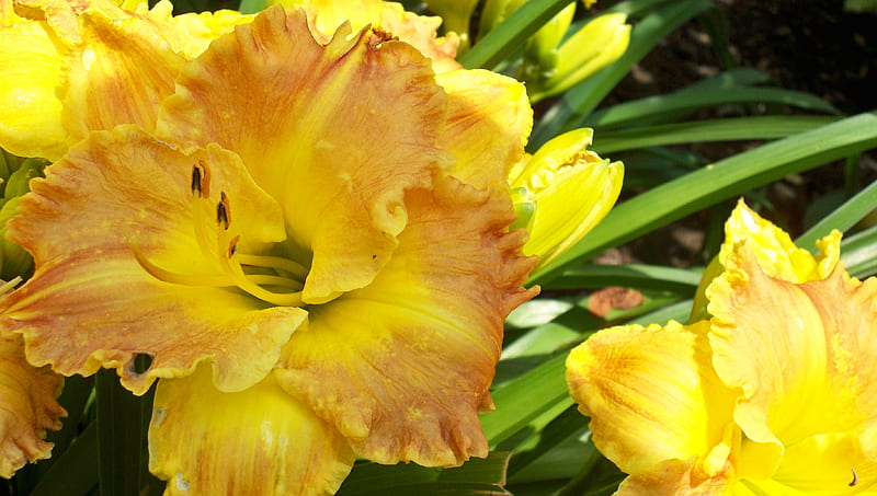 Renquist Daylilly, flower, hemerocallis, yellow, daylilly, HD wallpaper