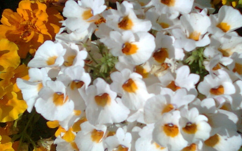 Nemesia, bouquet, orange, flowers, petals, white, HD wallpaper