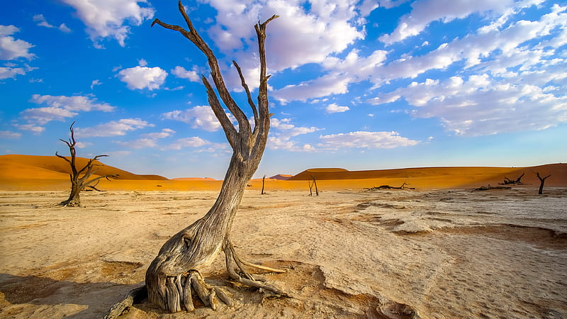 Earth, Desert, Dead Tree, Landscape, Namibia, Nature, Sand, HD wallpaper