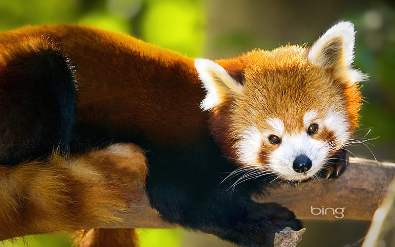 A Red Panda resting on branch, HD wallpaper