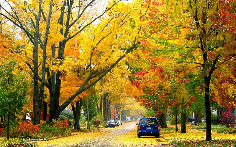 Fall in Ann Arbor, Michigan., fall, autumn, tree, car, yellow, scenery, street, HD wallpaper