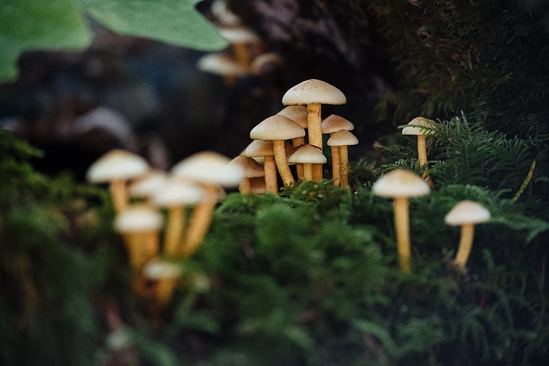 mushrooms, moss, macro, HD wallpaper
