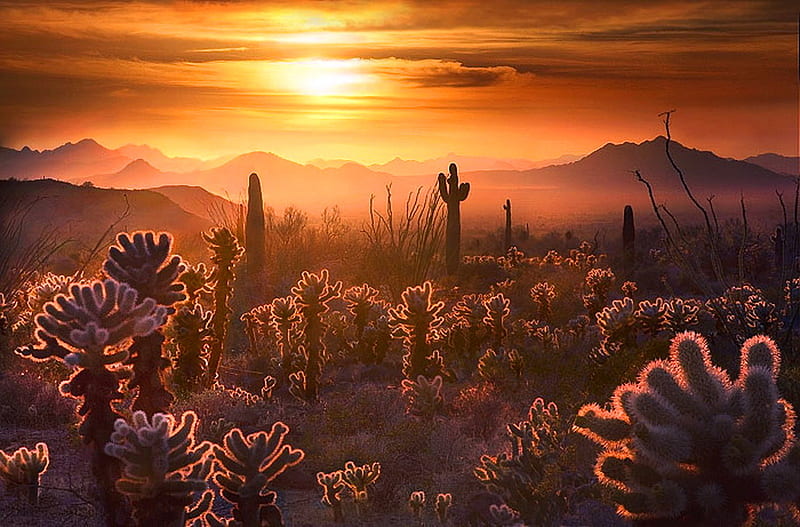 Desert evening, desert, gold sky, sunset, clouds, mist, heat, mountains, plants, cacti, HD wallpaper