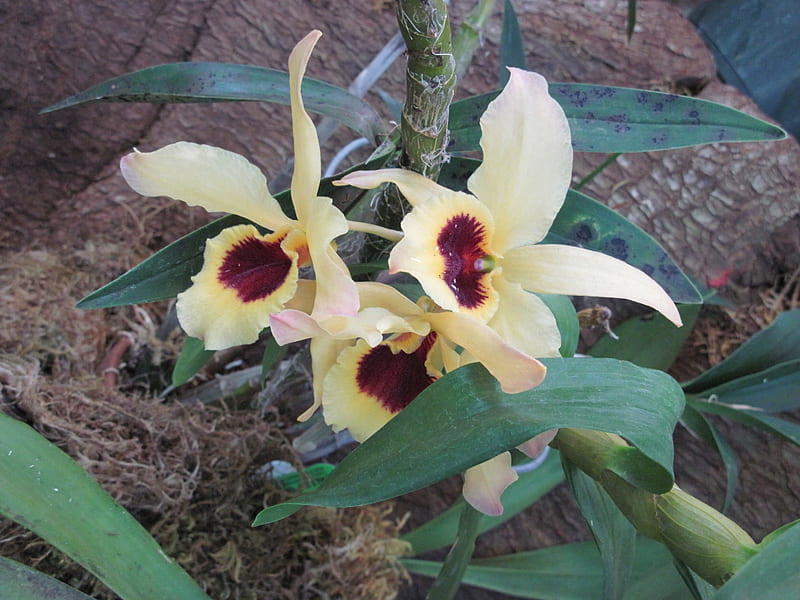 Contraste en flores 42, grafía, verde, marrón, amarillo, jardín, flores,  orquídeas, Fondo de pantalla HD | Peakpx
