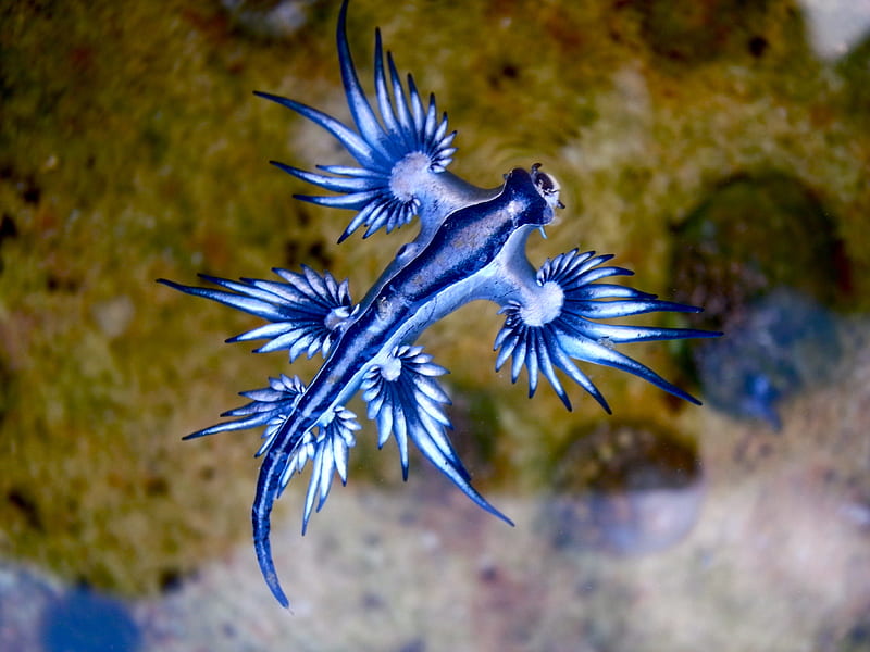 blue dragon sea slug, dragon, slug, sea, blue, HD wallpaper