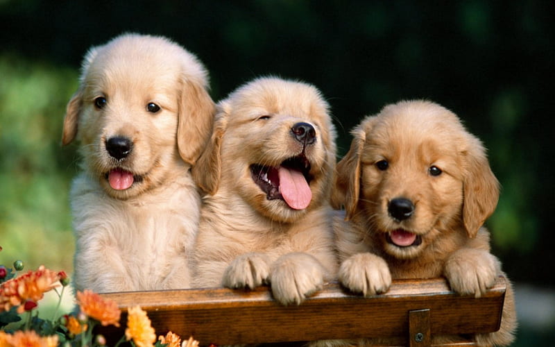3 cute friends, cute, puppies, dogs, blondes, HD wallpaper | Peakpx