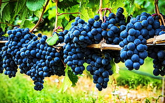 HD-wallpaper-grapes-fresh-fruits-vitamin