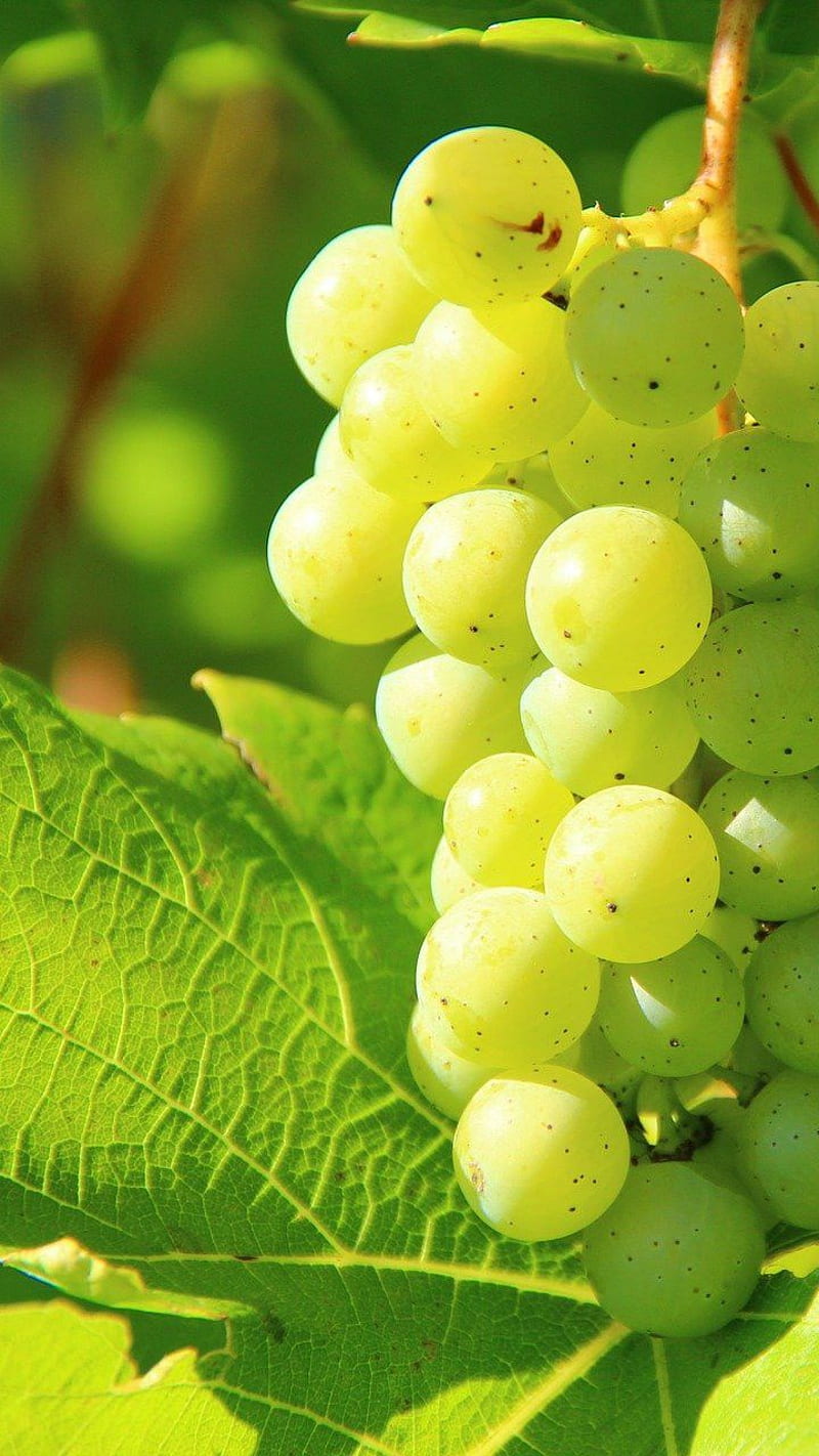 Green grapes, green grapes, grape vine, HD phone wallpaper | Peakpx