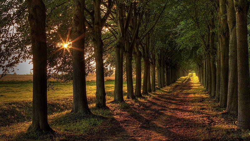 gorgeous avenue of trees, sun rays, sadows, road, trees, HD wallpaper