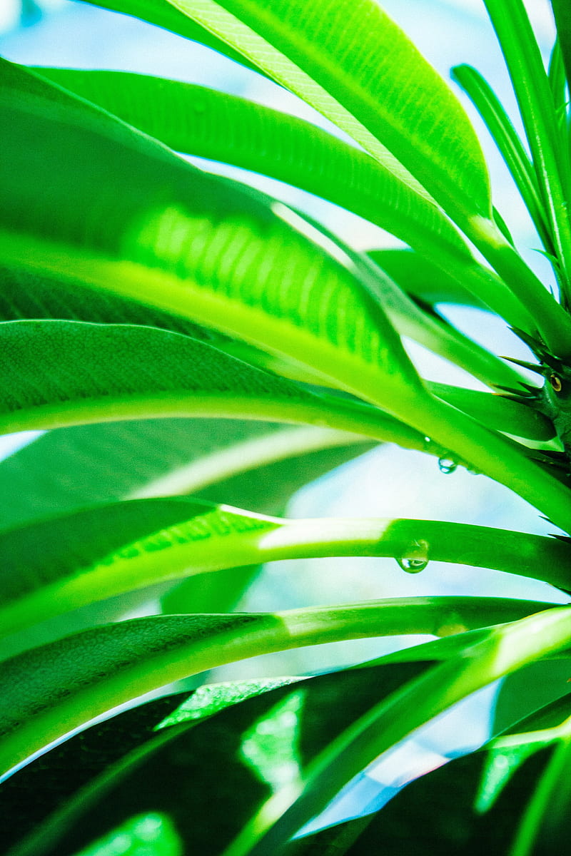 leaves, drop, green, light, plant, HD phone wallpaper