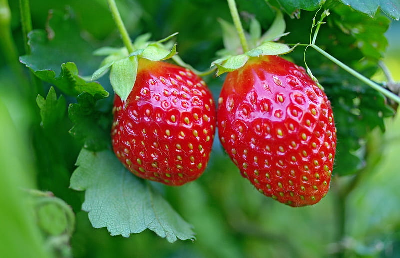Strawberries, red, fruit, vara, capsuna, strawberry, green, summer, HD wallpaper