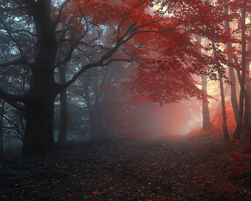 Autumn Forest, dark, dawn, mist, trees, HD wallpaper | Peakpx