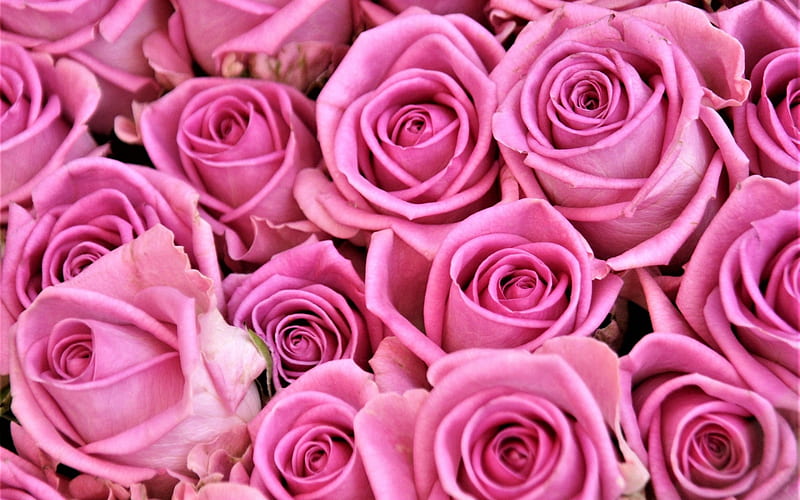 Roses, rose, texture, flower, pink, skin, trandafir, HD wallpaper | Peakpx