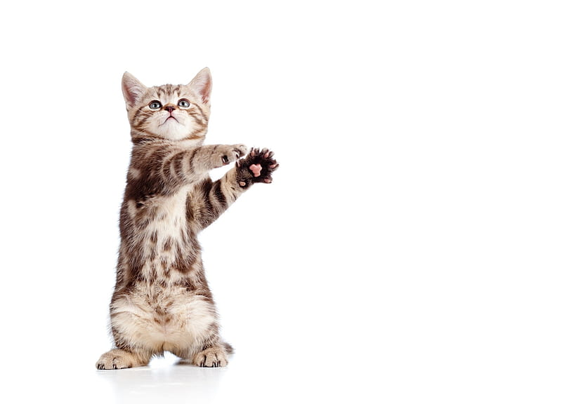 Kitten, cute, paw, cat, pisica, HD wallpaper | Peakpx
