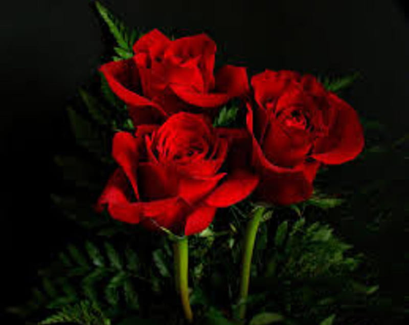 Roses, flowers, occasions, valentines day, HD wallpaper | Peakpx Roses, flowers, occasions, valentines day, HD wallpaper | Peakpx