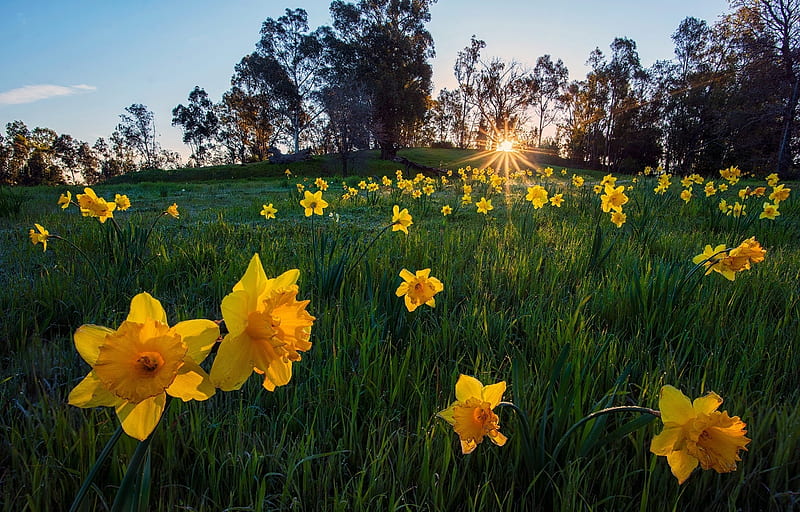 Yellow Daffodils dancing in the Sun, Yellow, Daffodils, Flowers, Sun, Field, HD wallpaper