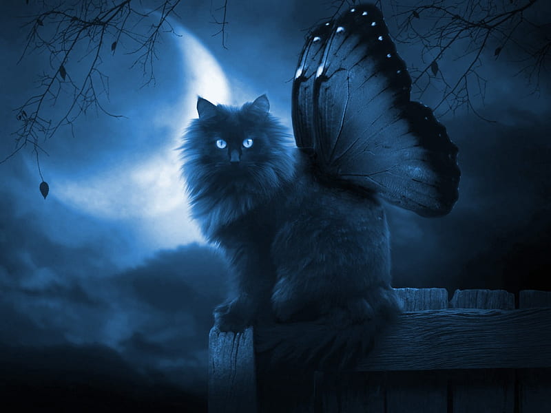 Fantasy butterfly cat, cat, animal, sweet, feline, fantasy, moon, butterfly, kitten, blue, night, HD wallpaper
