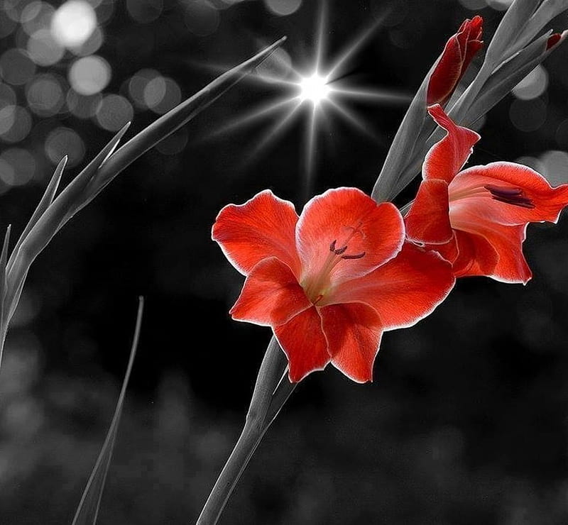 Gladiolus, flower, pretty, red, HD wallpaper
