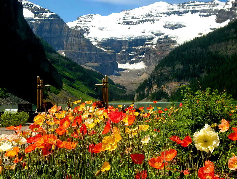 The beauty of Canadian mountains, colorful, slopes, grass, poppies, bonito, clouds, mountain, nice, calm, green, nnowy, peaks, flowers, america, lovely, mountainscape, fresh, greenery, colors, sky, freshness, peaceful, summer, nature, landscape, canada, HD wallpaper